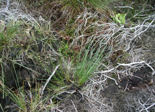 Loss of Calluna vulgaris